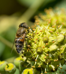 Syrphe, insecte aux yeux rayés