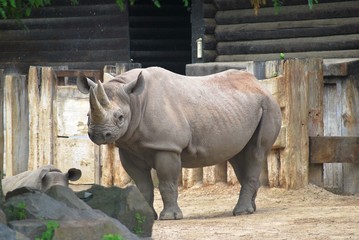 Naklejka premium Nashorn im Zoo