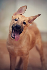 Portrait of an amusing puppy.