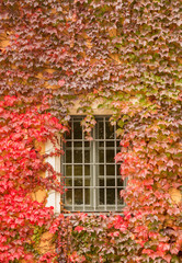 Fototapeta na wymiar Ivy around window in Germany