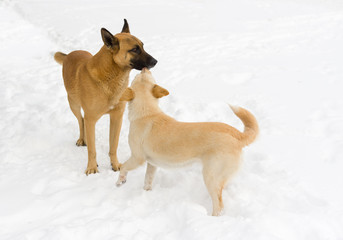 Family of stray dogs on the fresh snow