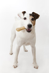 Chien avec un os: Jack Russell Terrier