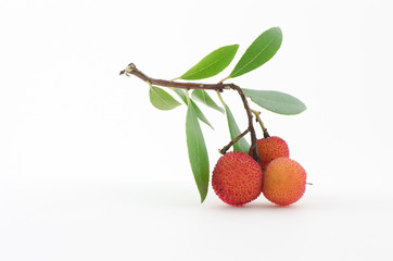 arbutus