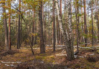 Wild birch grove