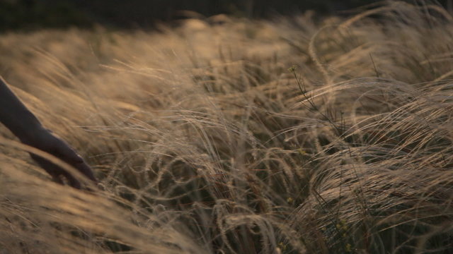 Gentle touch the feather grass