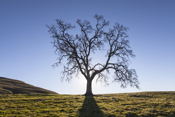 White Oak in Winter - Powered by Adobe