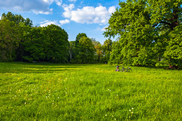 bikes in the forest glade