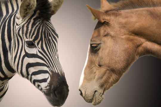 Fototapeta Zebra and horse