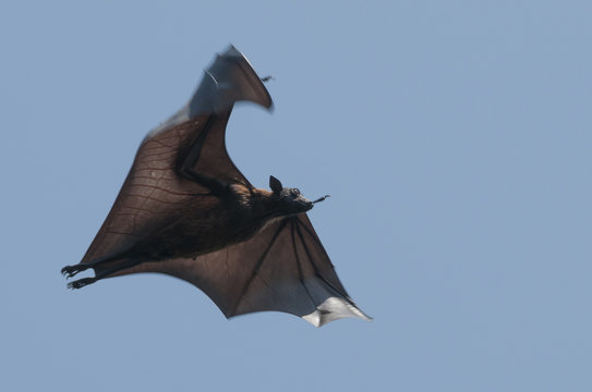 Flughund