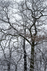 Snowy trees