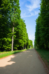 Alley in park