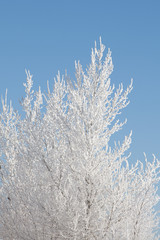 Frost Covered Tree