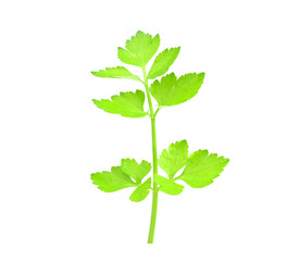 Coriander sprig isolated on white