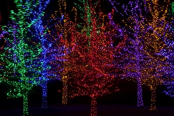 Fotobehang Trees tightly wrapped in LED lights for the Christmas holidays.  © Aneese