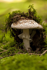 Wild amanita mushroom in a forest