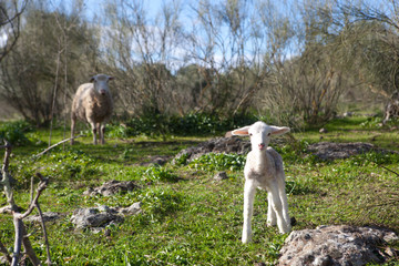 Fototapeta premium Watching mothet