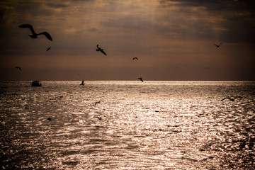 Silhouette of Seagulls