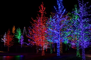 Foto op Plexiglas Trees tightly wrapped in LED lights for the Christmas holidays.  © Aneese