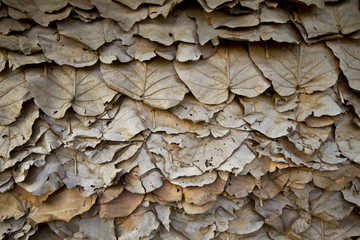 Lined dry leaves wall color background texture