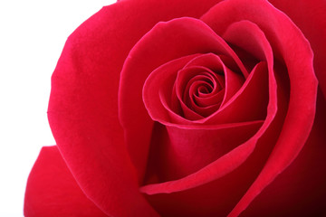 red rose flower with beautiful petals shape heart