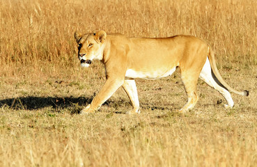 Lion on the Masai Mara in Africa