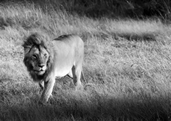 Lion on the Masai Mara in Africa in B&W