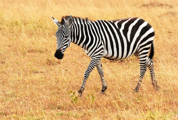 Fototapeta na wymiar Zebra on the Masai Mara in Africa