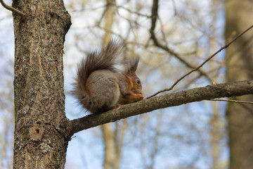 squirrel on a tree branch