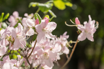 Fototapeta na wymiar pink rhododendron