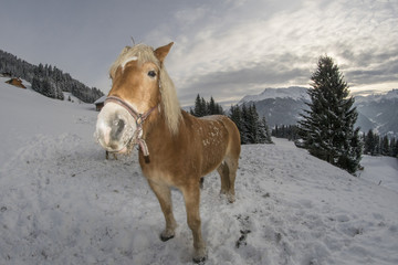 Obraz premium Konie na śniegu