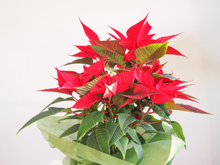 Poinsettia Christmas star