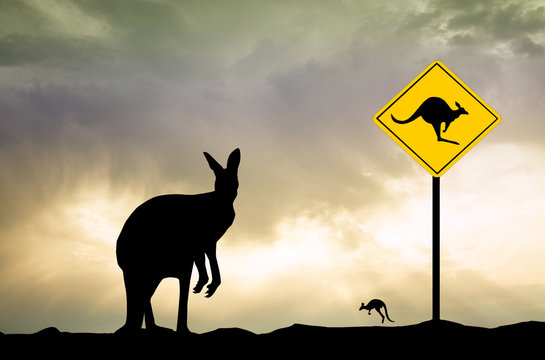 Kangaroo sign caution