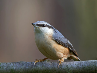 Eurasian Nuthatch (Sitta europaea)