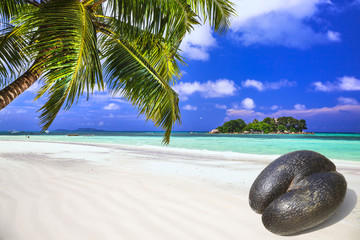 unique Seychelles - white beach with palm and coco de mer