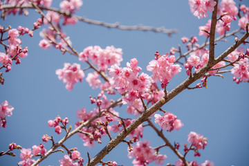 Cherry blossom