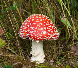 Fly agaric mushroom in grass 