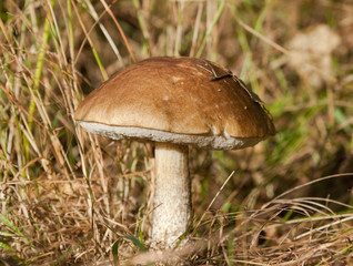 Birch bolete mushroom 