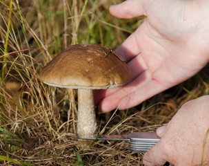 Process of cutting the birch bolete in the grass 