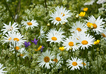 Fototapeta premium Wildflowers: chamomiles and buttercups 