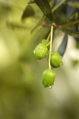 Raindrops on olives