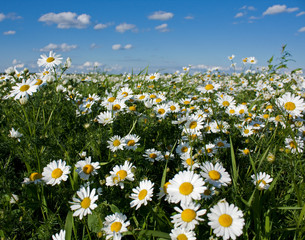 Camomiles in the meadow