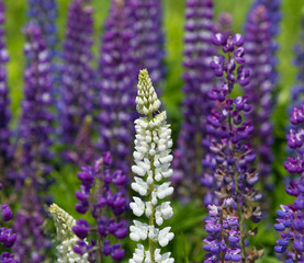 Obraz premium Lupin flowers