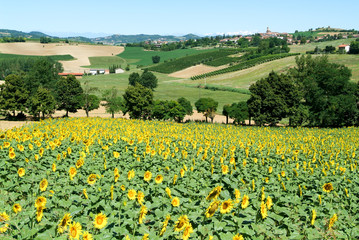Fototapeta na wymiar Field of sunflowers of Monterrato on Piedmont
