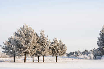 winter landscape snowy pines and blue sky