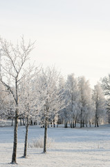 winter landscape