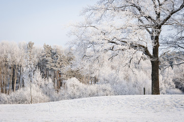 winter landscape large oak tree in the foreground