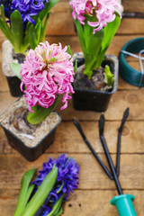 Hyacinth flowers