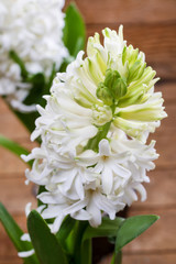Hyacinth flowers