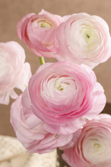 Fototapeta na wymiar Pink persian buttercup flowers (ranunculus)