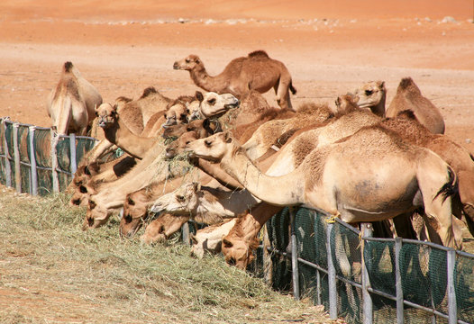 Camels feeding on grass in the desert in Al Ain.